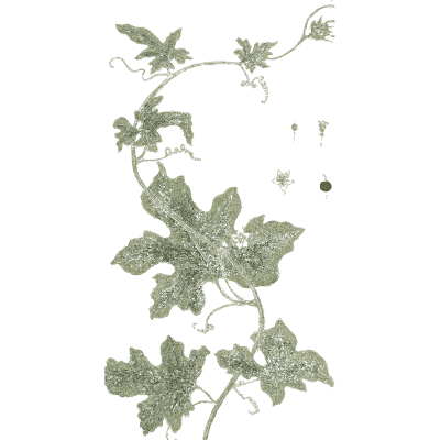White bryony - A Curious Herbal - 1737
