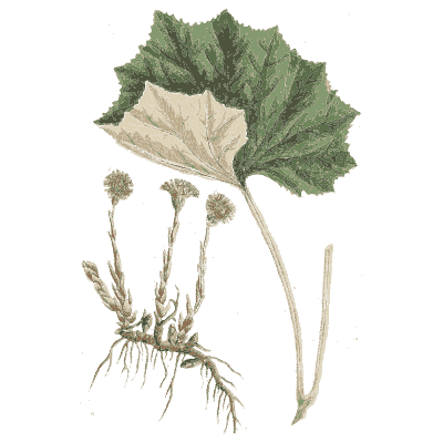 Butterbur leaf and flower heads - A Curious Herbal - 1737