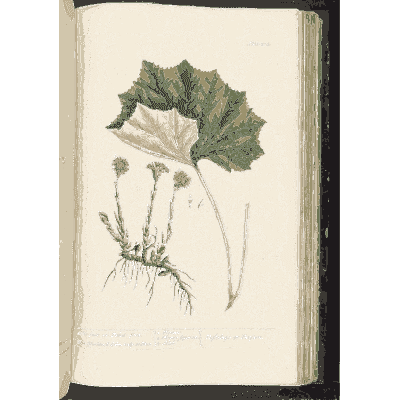 Coltsfoot with round leaves - A Curious Herbal - 1737
