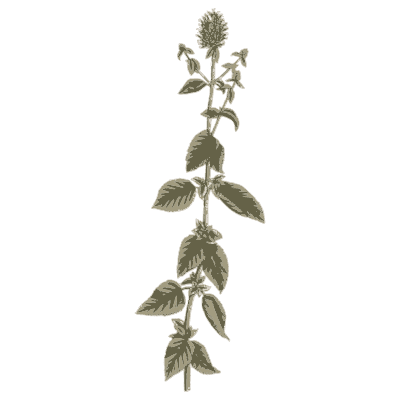 Upright herb with flower head - A Curious Herbal - 1737