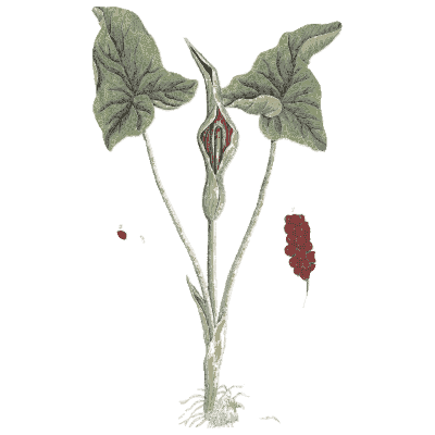 Cuckoo pint 03 - A Curious Herbal - 1737