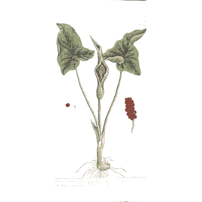Cuckoo pint 02 - A Curious Herbal - 1737