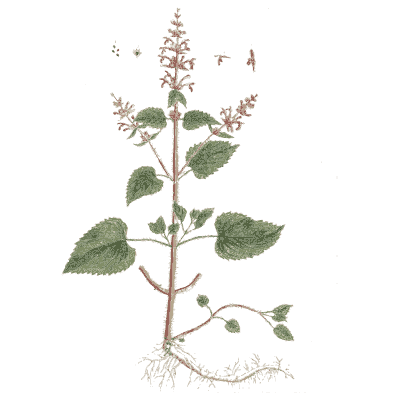 Herb with pink flower spikes - A Curious Herbal - 1737