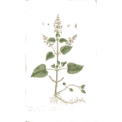 Toothed-leaved herb with pink spikes - A Curious Herbal - 1737