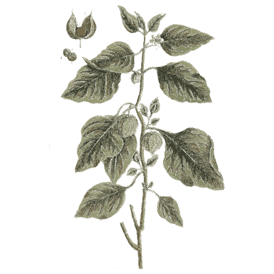 Branch with broad leaves and fruit - A Curious Herbal - 1737