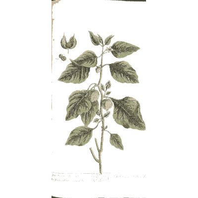 Winter cherry - A Curious Herbal - 1737