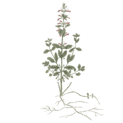 Calamint - A Curious Herbal - 1737