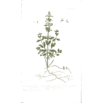 Small herb with root and flower spike 02 - A Curious Herbal - 1737