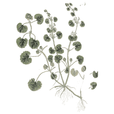 Ground ivy 02 - A Curious Herbal - 1737