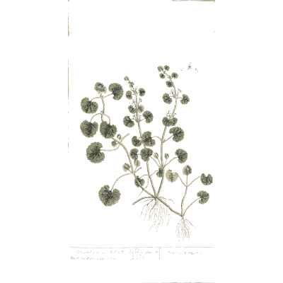 Ground ivy 01 - A Curious Herbal - 1737