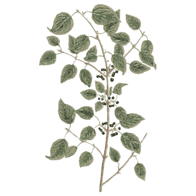 Buckthorn - A Curious Herbal - 1737