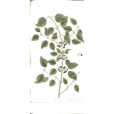 Buckthorn branch with berries - A Curious Herbal - 1737