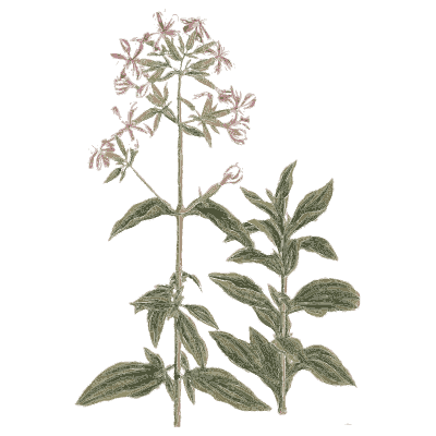 Soapwort 02 - A Curious Herbal - 1737