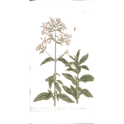 Soapwort 01 - A Curious Herbal - 1737