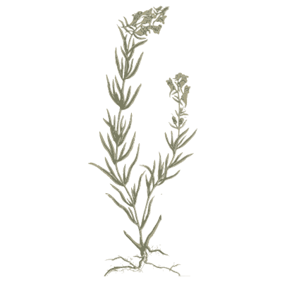 Narrow leaved herb 02 - A Curious Herbal - 1737