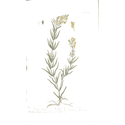 Yellow toadflax - A Curious Herbal - 1737