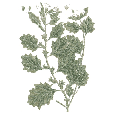 Grey-leaved herb with lobed leaves - A Curious Herbal - 1737