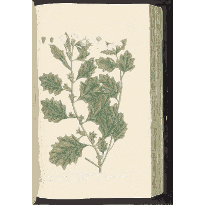 Lobed-leaved shrub with yellow flowers - A Curious Herbal - 1737