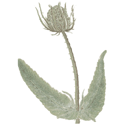 Teasel - A Curious Herbal - 1737