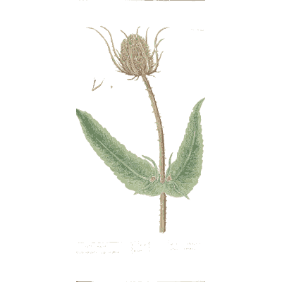 Teasel head with leaves 02 - A Curious Herbal - 1737