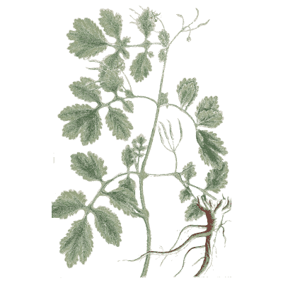 Wild celery - A Curious Herbal - 1737