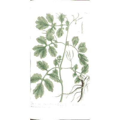 Greater celandine - A Curious Herbal - 1737