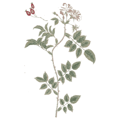 Dog rose - A Curious Herbal - 1737