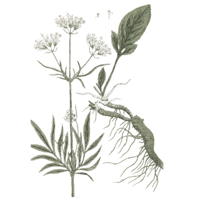 Valerian with root 03 - A Curious Herbal - 1737