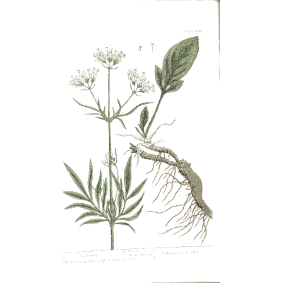 Valerian with root 02 - A Curious Herbal - 1737