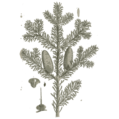 Fir with cones - A Curious Herbal - 1737