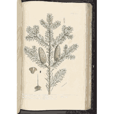 Fir branch with cones 02 - A Curious Herbal - 1737