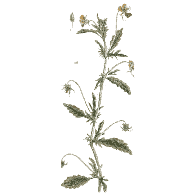 Heartsease - A Curious Herbal - 1737