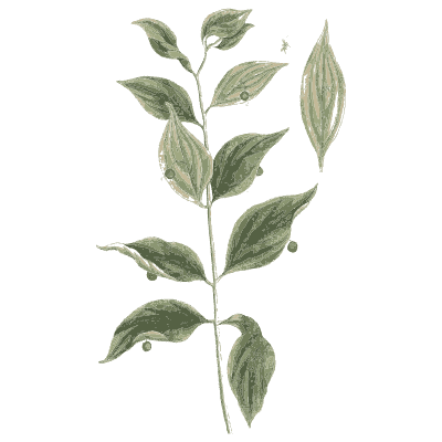 Herb with pointed leaves and berries - A Curious Herbal - 1737