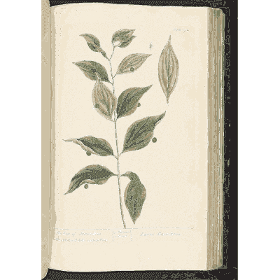 Broad-leaved shrub with berries - A Curious Herbal - 1737