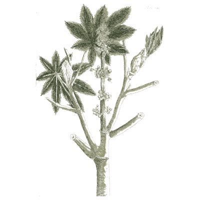 Castor oil plant 02 - A Curious Herbal - 1737