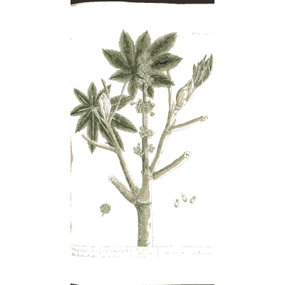 Castor oil plant 01 - A Curious Herbal - 1737