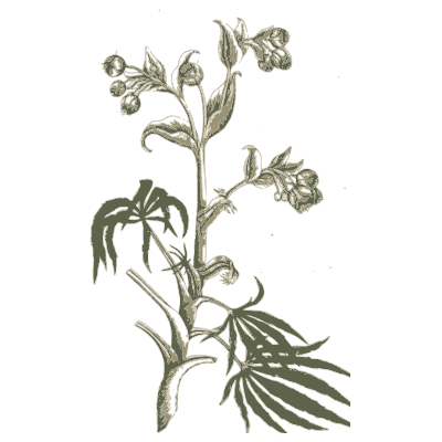 Henbane - A Curious Herbal - 1737