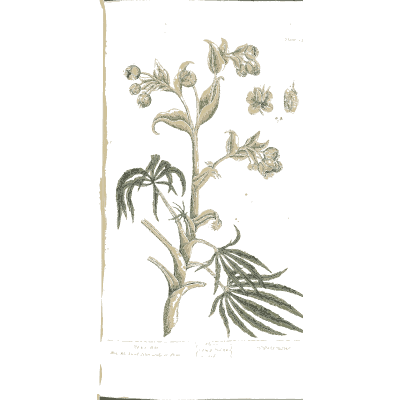 Herb with fingered leaves - A Curious Herbal - 1737