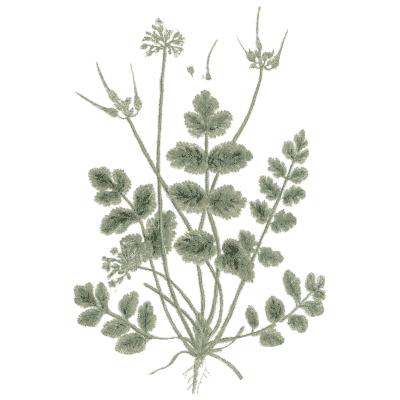 Burnet - A Curious Herbal - 1737