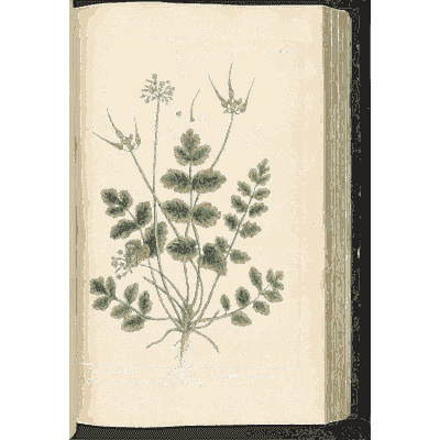 Divided-leaved herb with small flowers - A Curious Herbal - 1737