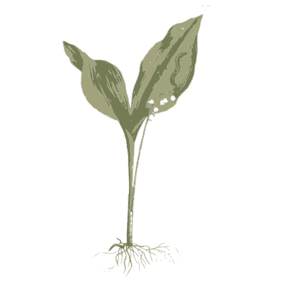 Two-leaved shoot - A Curious Herbal - 1737