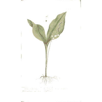 Lily of the valley - A Curious Herbal - 1737