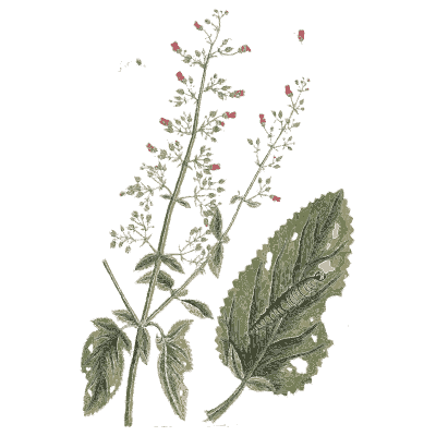 Figwort 02 - A Curious Herbal - 1737