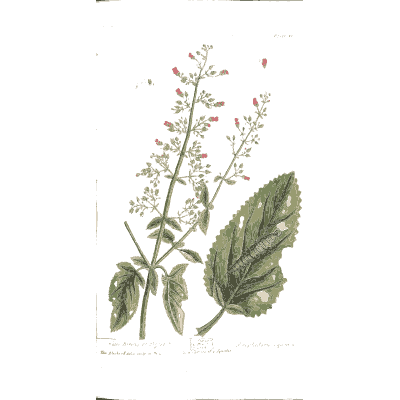Figwort 01 - A Curious Herbal - 1737
