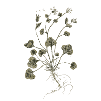 Herb with round leaves and white flowers - A Curious Herbal - 1737