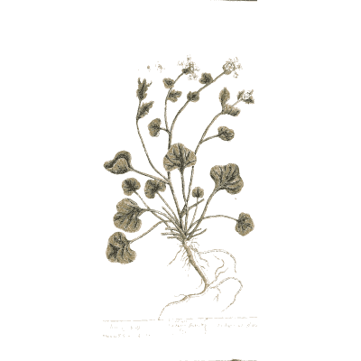 Cyclamen with round leaves 02 - A Curious Herbal - 1737