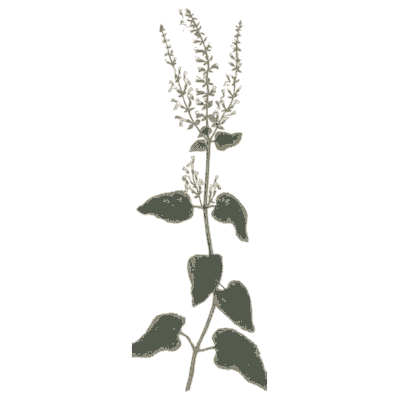 Goosefoot 01 - A Curious Herbal - 1737