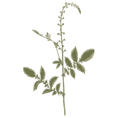 Agrimony - A Curious Herbal - 1737