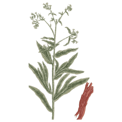 Herb with red root - A Curious Herbal - 1737