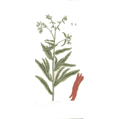 Madder with red root - A Curious Herbal - 1737